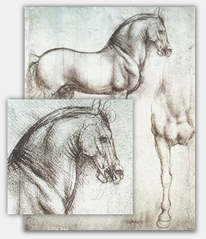 Pferd, Silberstiftzeichnung von Leonardo da Vinci