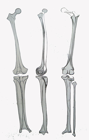 Bein Knochen und Kniegelenk, Aktzeichnungen - Anatomie Studien, Vorlagen für die Aktmalerei