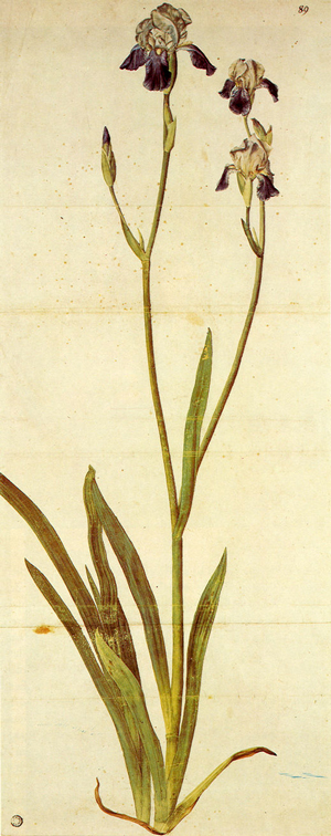 Iris von Albrecht Dürer, exakte Malweise