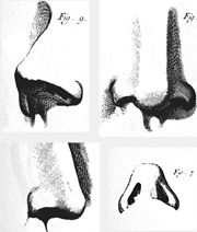 Nasen - gelungene zeichnerische Darstellung