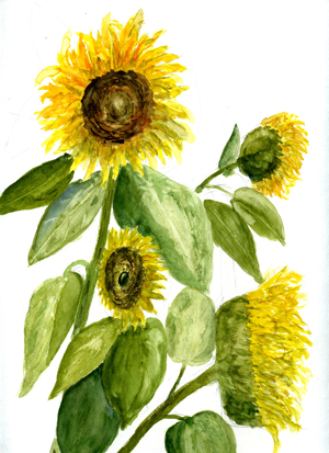 Sonnenblumen, Aquarell 34 x 24 cm